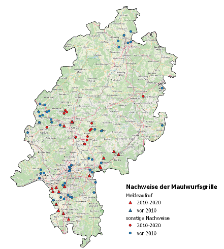 Nachweise der Maulwurfsgrille Gryllotalpa gryllotalpa in Hessen